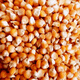 High-quality corn kernels for feeding ducks and pigeons, whole corn kernels, full kernels, low-priced dry corn for breeding and raising chickens, new corn 805 grams, clean, nationwide express delivery to towns and villages