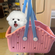 狗狗猫咪便携托特包宠物小型犬夏天外出神器手提篮约克夏马尔济斯 淡粉绿[撞色多巴胺*可DIY配饰] M-中型[建议8斤内爱宠]