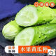 Spring and autumn strong female sweet cucumber seeds, high yield, four-season fruit cucumbers, high temperature resistant to 45 degrees Cucumber seeds, complete list of northern cucumber seeds, about 48 seeds per pack, sweet and crisp fruit cucumbers (crisp, sweet and refreshing)