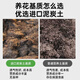 Peat soil K brand 6 German imported peat soil Pinshi peat orchid flowers and green plants potted general purpose 10Jin Jin is equal to 0.5 kg K brand 614 pure granular massive peat soil