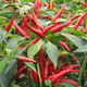 Chaotian pepper seeds, super spicy millet pepper, early maturing pepper seeds, balcony potted plants, sowing farm vegetable seeds for all seasons, two packs of Chaotian pepper seeds