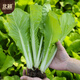 Beishu Pakchoi Seeds Four Seasons Fast-growing Family Balcony Vegetable Seeds Four Seasons Cream Pakchoi Seeds 20g