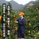 Uncle Sam's Authentic Linhai Yongquan Tangerine, Next Day Delivery to Many Places, Seedless Tangerine Orange Fruit Gift Box, Best Selling* Premium Fruit, Fruit Circumference 50-60mm, Super Sweet, Alpine Old Tree Fruit, 5 Jin Jin is equal to 0.5 kg, Gift Box, Carefully Selected by Farmers, Net 4.5