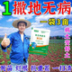 Genuine soil fungicide, special for soil-borne diseases, rapid disinfection and bacteriostasis, soil anti-repeat root rot fungicide, universal, insect-proof and disease-resistant, 2 bags, super sterilization