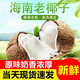 Fat Donglai's same style fresh coconut, authentic Hainan old coconut, hairy coconut, fresh seasonal fruit, green coconut, 6 packs, 1 pack