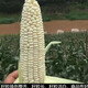 Nongke Nuo 336 Corn Seeds Tianjia Nuo National Appraisal Fresh Food Bao Gu Tian Nuo Grains 1:3 Huaao Seeds 200g/bag Nongke Nuo 336 Tianjia Nuo