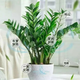 Money tree to attract wealth, large green plant in the living room, easy to maintain, formaldehyde-absorbing for opening housewarming gift, diamond-shaped white basin, height 65-75cm + bow tie 55-80cm