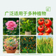 Stanley's methicillin root rot, mildew, rose flower orchid black stem special soil fungicide anther, mefenmethane 200g*2