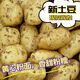 Dongdong Farm exclusively supplies Shandong yellow-heart large potatoes, glutinous, freshly dug potatoes, taro and taro in season. Yellow-heart potatoes 5Jin Jin is equal to 0.5kg. Net weight: Medium to large fruit 2 taels.