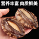 Wangmu cooked and frozen triple-cut extra large abalone, extra large 10 abalone, fresh shellfish, holiday gift, comparable to 10 fresh abalone, large size, net weight 500g