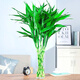 Shuzhimei Hydroponic Green Plant Lucky Bamboo Hydroponic Plant 10 Lucky Bamboo Plants About 70-80cm High - Bottle Not Included Straight from the Source