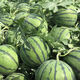 Jingxin No. 1 watermelon seeds, thin-skinned watermelon seeds, super sweet, early-maturing watermelon seeds, high-yielding farm garden watermelon seeds, Jingxin No. 1 seeds/pack, about 50 seeds, 5 packs