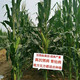 Linpan high-yielding corn seed twins red shaft iron big stick hard hybrid corn drought-resistant, disease-resistant, salt-alkali tolerant corn Zhengdan 958 corn original 1Jin Jin equal to 0.5 kg *1 bag
