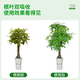 New plant nutrient solution small molecule organic general flower fertilizer fertilizer money tree ferrous sulfate phosphate compound fertilizer buy one get one free organic plant nutrient solution 500ml*2 bottles