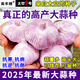 Special Garlic Seed 2025 New Variety Purple Skin Garlic Seed Garlic Seedling Seeds Space Garlic Shandong High Yield Garlic Seeds 50g Garlic Cloves Four Resistances and Double Highs Keep Seeds for Three Years