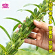 Xinyan high-yielding sesame seeds, four-sided, high-oil, multi-resistant black and white sesame seeds planted in farm fields, spring and summer four-season vegetable seeds, high-yielding black sesame seeds, black sesame seeds, 10g*1 bag