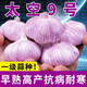 Special Garlic Seed 2025 New Variety Purple Skin Garlic Seed Garlic Seedling Seeds Space Garlic Shandong High Yield Garlic Seeds 50g Garlic Cloves Four Resistances and Double Highs Keep Seeds for Three Years