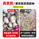 Special Garlic Seed 2025 New Variety Purple Skin Garlic Seed Garlic Seedling Seeds Space Garlic Shandong High Yield Garlic Seeds 50g Garlic Cloves Four Resistances and Double Highs Keep Seeds for Three Years