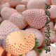 Creamy White Strawberry Seeds Four Seasons White Strawberry Seeds Vegetable Seeds and Beauty Home Potted Balcony Planting Creamy White Strawberry Seeds/Pack About 100 capsules 1 pack