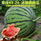 8424 Kirin small-seeded watermelon seeds, seedless, extra-large, high-yielding, giant sweet king, southern four-season vegetable and fruit seeds. 8424 watermelon seeds/pack, about 50 seeds, 5 packs