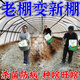 Soil bacteria clear agricultural genuine soil-borne diseases special rapid disinfection, sterilization and resistance to repeated cropping microbial fertilizer 2 bags, early use, early harvest, early harvest