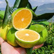 果跃霖云南冰糖橙正宗哀牢山手剥甜果冻橙子无渣新鲜水果送礼 2斤尝鲜果 单果65-75mm 净重1.7斤