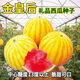 Huangmeiren watermelon seeds, yellow-skinned sweet king, early-maturing watermelon seeds, southern fruits, spring and four seasons vegetable seeds, Huangmeiren watermelon seeds, 3 packs, about 60 capsules