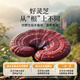 Tongrentang Brand Tongrentang Health se spécialise dans les capsules de poudre de spores de Ganoderma brisées Qingyuantang pour renforcer l'immunité