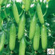 Spring and autumn strong female sweet cucumber seeds, high yield, four-season fruit cucumbers, high temperature resistant to 45 degrees Cucumber seeds, complete list of northern cucumber seeds, about 48 seeds per pack, sweet and crisp fruit cucumbers (crisp, sweet and refreshing)