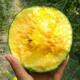 Dayu Yellow Heart Watermelon Seeds Complete Collection Early Maturity Yellow Skin Red Flesh Yellow Flesh Special Xiaofeng Watermelon Seeds Southern Fruit Rainbow Watermelon Seeds 5 capsules