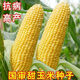National Approval Fruit Corn Seeds Fresh Sweet and Crisp National Approval Sweet Corn Seeds Farmhouse Garden Vegetables National Approval Fruit Corn Seeds 1 pack of about 50 pieces