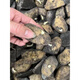 Authentic Qiuying Dutch fifteen-year-old potatoes with yellow hearts and yellow skins, first-generation potatoes and potato seeds, germinated and shipped whole and cut into pieces 1500g, well cut into pieces, medium-sized fruits, well cut into pieces