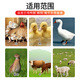 Shurui direct sales 80 Jin Jin is equal to 0.5 kg chicken feed chicken chicks open broiler fattening layer hens ostrich egg laying pellets full price feed 5 Jin Jin is equal to 0.5 kg medium pellet chicken feed