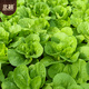 Beishu Pakchoi Seeds Four Seasons Fast-growing Family Balcony Vegetable Seeds Four Seasons Cream Pakchoi Seeds 20g