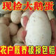 Authentic local goose eggs, fresh farm-raised goose eggs, large goose eggs, nourishing breakfast for pregnant women and babies, fresh JD.com 12 pieces, 100-120g, very cost-effective to eat by yourself Authentic local goose eggs, fresh farm-raised goose eggs, large goose eggs, nourishing breakfast for pregnant women and babies, fresh JD.com 12 pieces, 100-120g, very cost-effective to eat by yourself