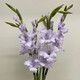 Gladiolus Backgammon Flowers Hydroponic Fresh Cut Flowers Gladiolus Valentine's Day Gift Spring Festival Decoration New Year's Eve Flowers Gladiolus Taro Purple 3 Branches (60-65cm)