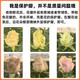 Jingdong Flowers Boutique Water-cultured Soilless Culture New Year's Eve Flowers Valentine's Day Limited Red Roses 20 Pack 45CM+ Straight from the Source