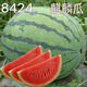 Fruit set, strawberry, cherry tomatoes, croissant, honey, watermelon, balcony potted farmhouse garden melon seeds, various kinds of rock sugar unicorn watermelon seeds, 2 packs, about 100 seeds