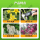 98% ammonium ester raw powder plant growth regulator DA-6 flower and fruit preserving pesticide amine ester 1KG