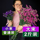 LDVEP Yunnan Forget-Me-Nots Dried Flower Bouquet of Gypsophila Real Flowers Purple Forget-Me-Nots 2Jin Jin equals 0.5kg