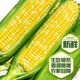 Beijing fresh Yunnan fruit corn 5Jin Jin is equal to 0.5kg, fresh sweet corn on the cob, sweet, crisp and juicy, fresh vegetables, straight from the source