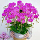 New Year Flower Phalaenopsis Potted Spring Festival New Year Ornaments Flowers Indoor Plants Good for All Seasons Decorative New Year Flowers 5. Purple Wind Chime (delivered with foil sword) free of fertilizer, pot not included