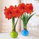 Wax-sealed amaryllis imported seed bulbs for home decoration and gifts. Flowers bloom naturally without soil and fertilizer. Large balls in gift box, red double petals, red smooth balls*1(36/38)