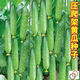 Spring and autumn strong female sweet cucumber seeds, high yield, four-season fruit cucumbers, high temperature resistant to 45 degrees Cucumber seeds, complete list of northern cucumber seeds, about 48 seeds per pack, sweet and crisp fruit cucumbers (crisp, sweet and refreshing)