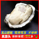 Fresh Rushan oysters, fresh and authentic Rushan oysters, 5 Jin Jin equals 0.5 kg box/10 Jin Jin equals 0.5 kg box 4XL large oysters (17-28 pieces per box) with box 10 Jin Jin equals 0.5 kg