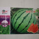 Jingxin No. 1 watermelon seeds, thin-skinned watermelon seeds, super sweet, early-maturing watermelon seeds, high-yielding farm garden watermelon seeds, Jingxin No. 1 seeds/pack, about 50 seeds, 5 packs