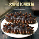 Factory direct sales of authentic wild sea cucumbers and sea cucumbers without ice, fresh deep sea sea cucumbers, high quality sea cucumbers wholesale, 20 extra large king sea cucumbers, net weight 1kg, no ice, vacuum individually packaged