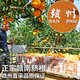 趣鲜语正宗江西赣南脐橙新鲜甜橙【当天发货】时令当季孕妇水果手剥鲜橙 10斤【当季新鲜现摘单果160-180克】净重9斤