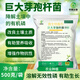 YIQIANGSHENGWU 500g/pack Bacillus megaterium solubilizes phosphorus and potassium, improves soil, improves organic matter, promotes root growth 500g/pack