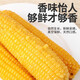 Dongdong Farm exclusively supplies authentic first-crop Northeastern fresh waxy corn, soft and waxy brushed vacuum-packed breakfast, Northeastern yellow waxy corn 10 pieces*packed in aluminum foil 220g